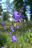 Campanula rotundifolia