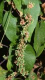 Fallopia convolvulus