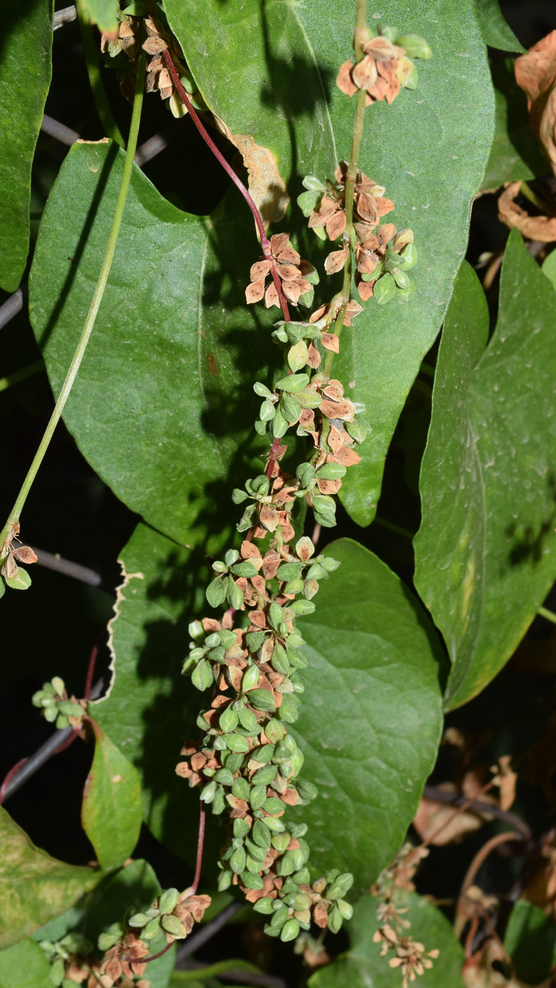 Изображение особи Fallopia convolvulus.