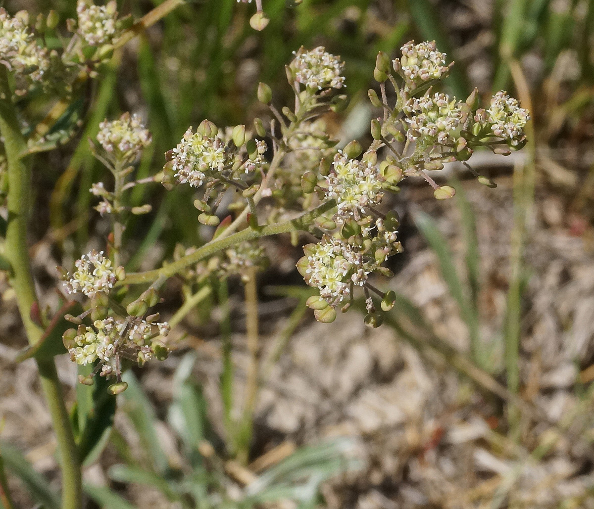 Image of Lepidium cartilagineum specimen.