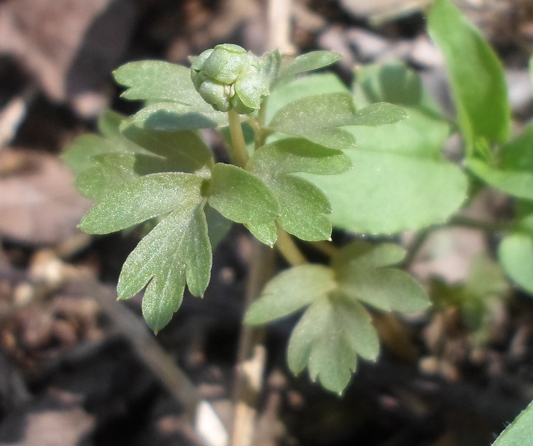 Изображение особи Adoxa moschatellina.