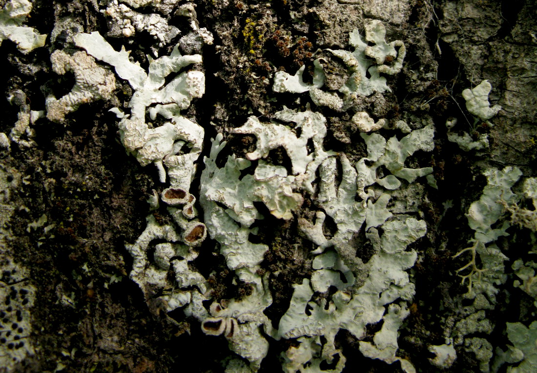 Image of Parmelia sulcata specimen.