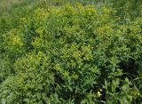 Euphorbia villosa
