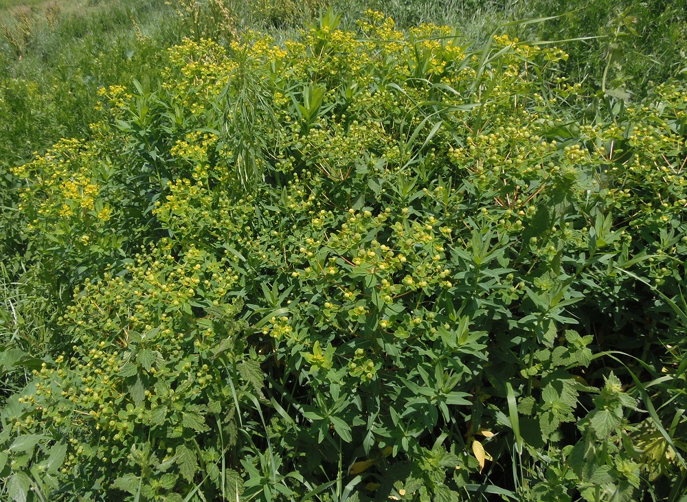 Image of Euphorbia villosa specimen.