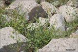 Trachomitum tauricum