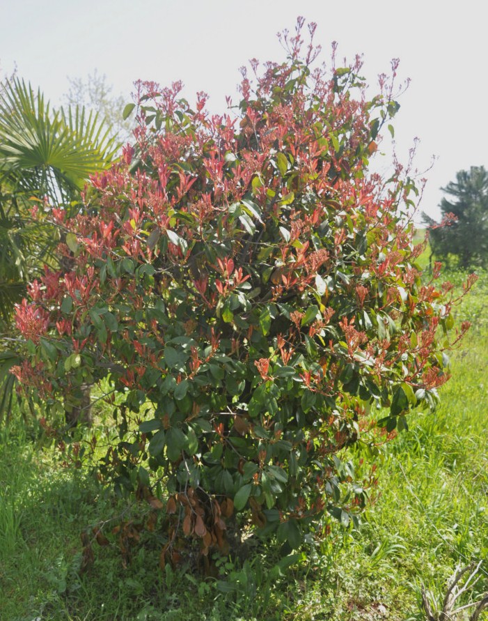 Image of Photinia × fraseri specimen.