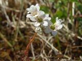 Saxifraga derbekii. Верхушка цветущего растения. Магаданская обл., Ольский р-н, Ольское побережье, окр. мыса Нюкля, на сопке в траве. 09.07.2016.