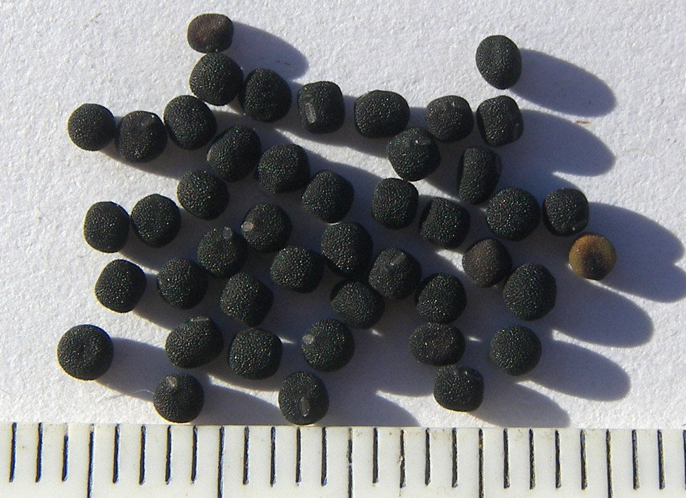 Image of Lathyrus nissolia specimen.