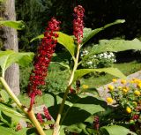 Phytolacca acinosa