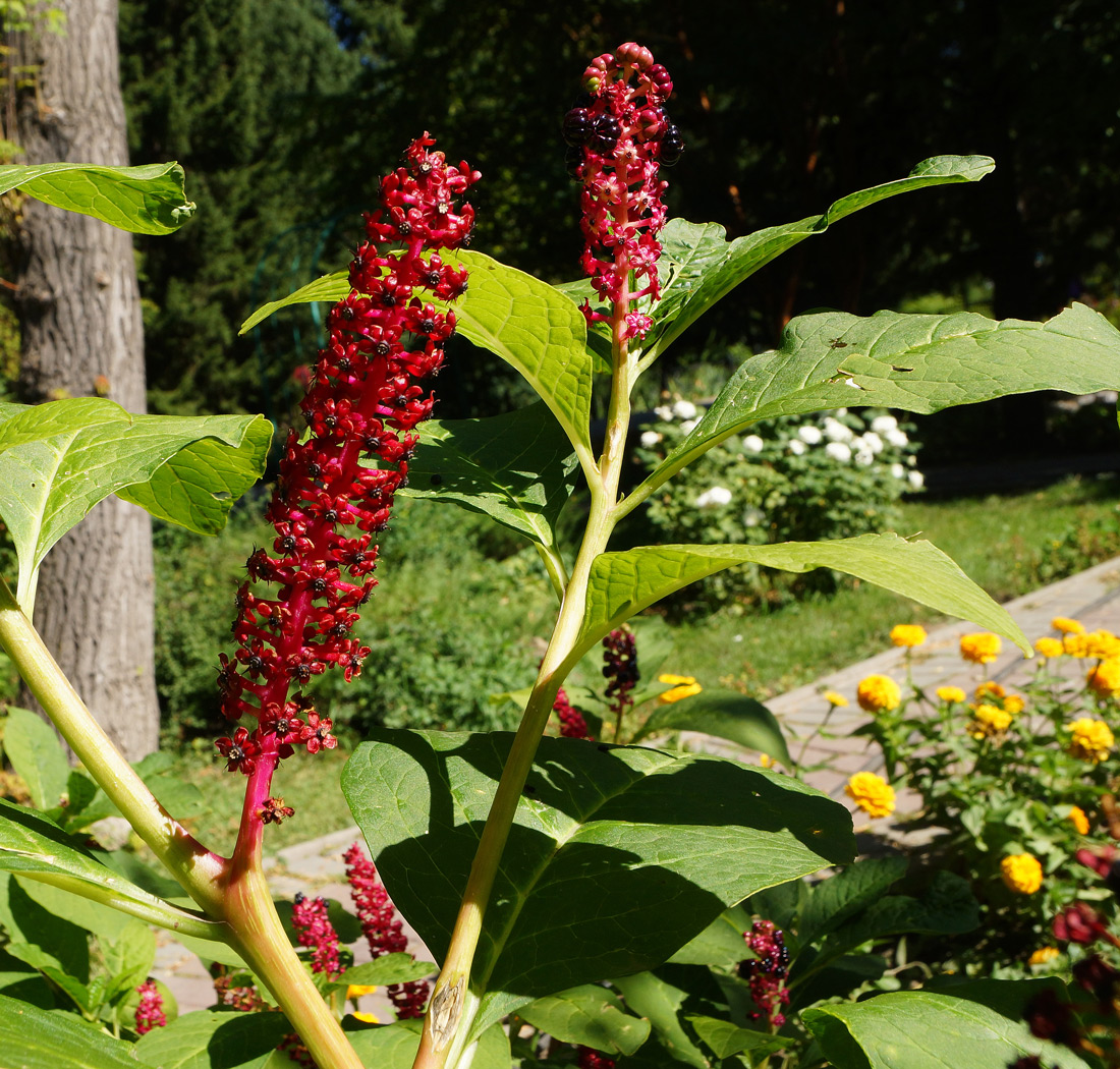 Image of Phytolacca acinosa specimen.