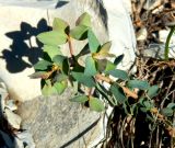 Euphorbia aulacosperma