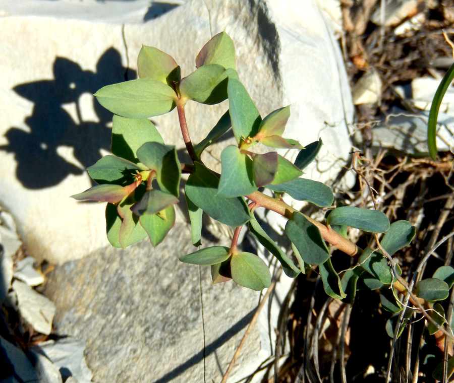 Image of Euphorbia aulacosperma specimen.