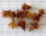 Image of taxon representative. Author is Анна Малыхина
