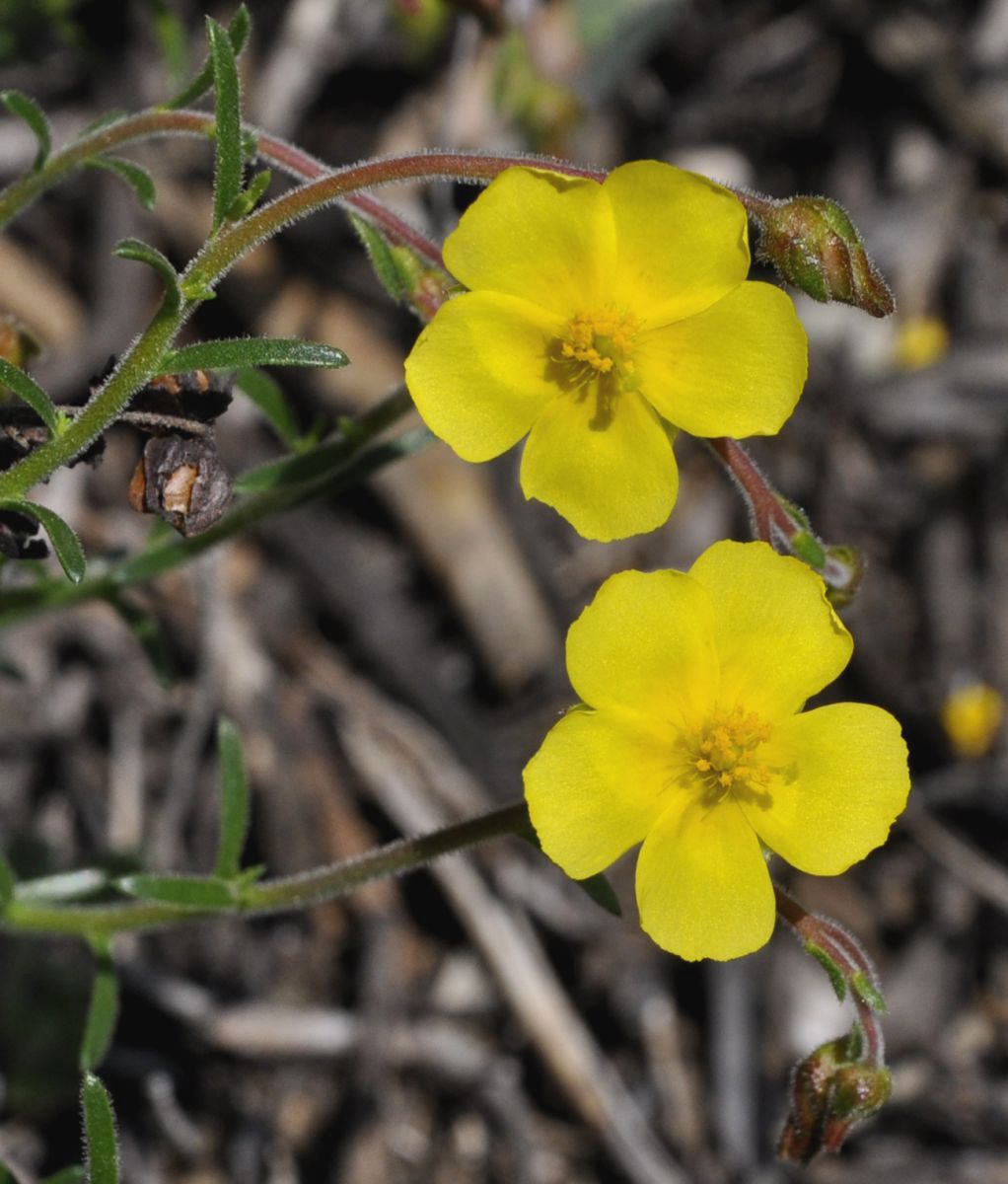 Image of Fumana arabica specimen.