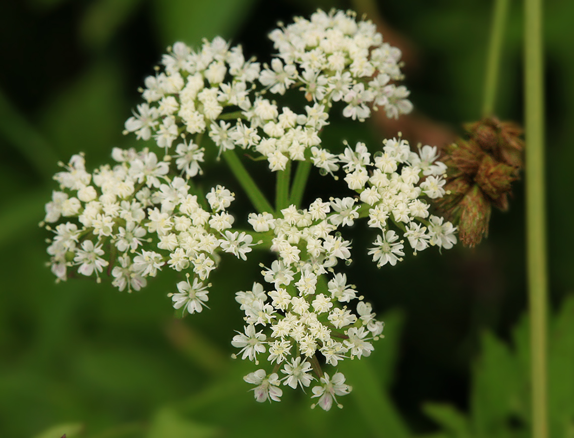 Изображение особи Oenanthe javanica.