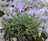 Viola delphinantha