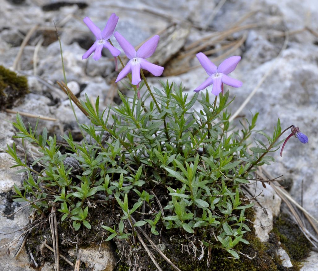 Image of Viola delphinantha specimen.