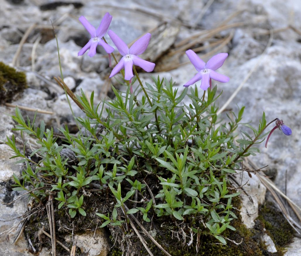 Изображение особи Viola delphinantha.