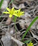 Gagea longiscapa. Цветущее растение на южном склоне по опушке сосново-берёзового леса. Кемерово, 03.05.2009.