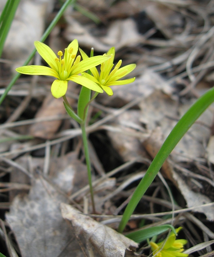 Image of Gagea longiscapa specimen.