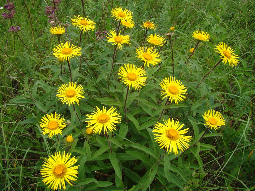 Image of Inula hirta specimen.