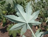 Ricinus communis. Вид листа снизу. Украина, Запорожская обл., Запорожский р-н, опытное поле. 27.07.2016.