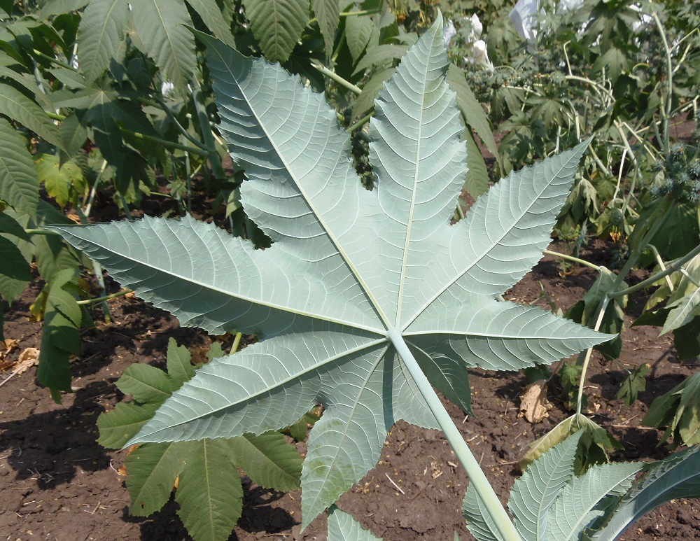 Image of Ricinus communis specimen.