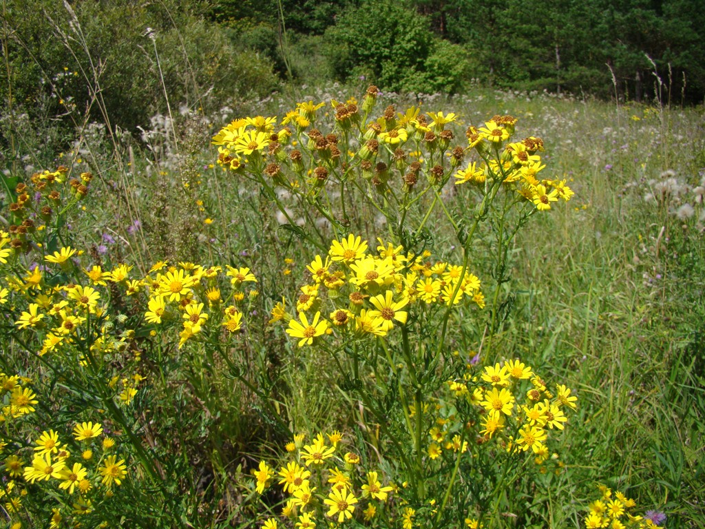 Image of Senecio erucifolius specimen.