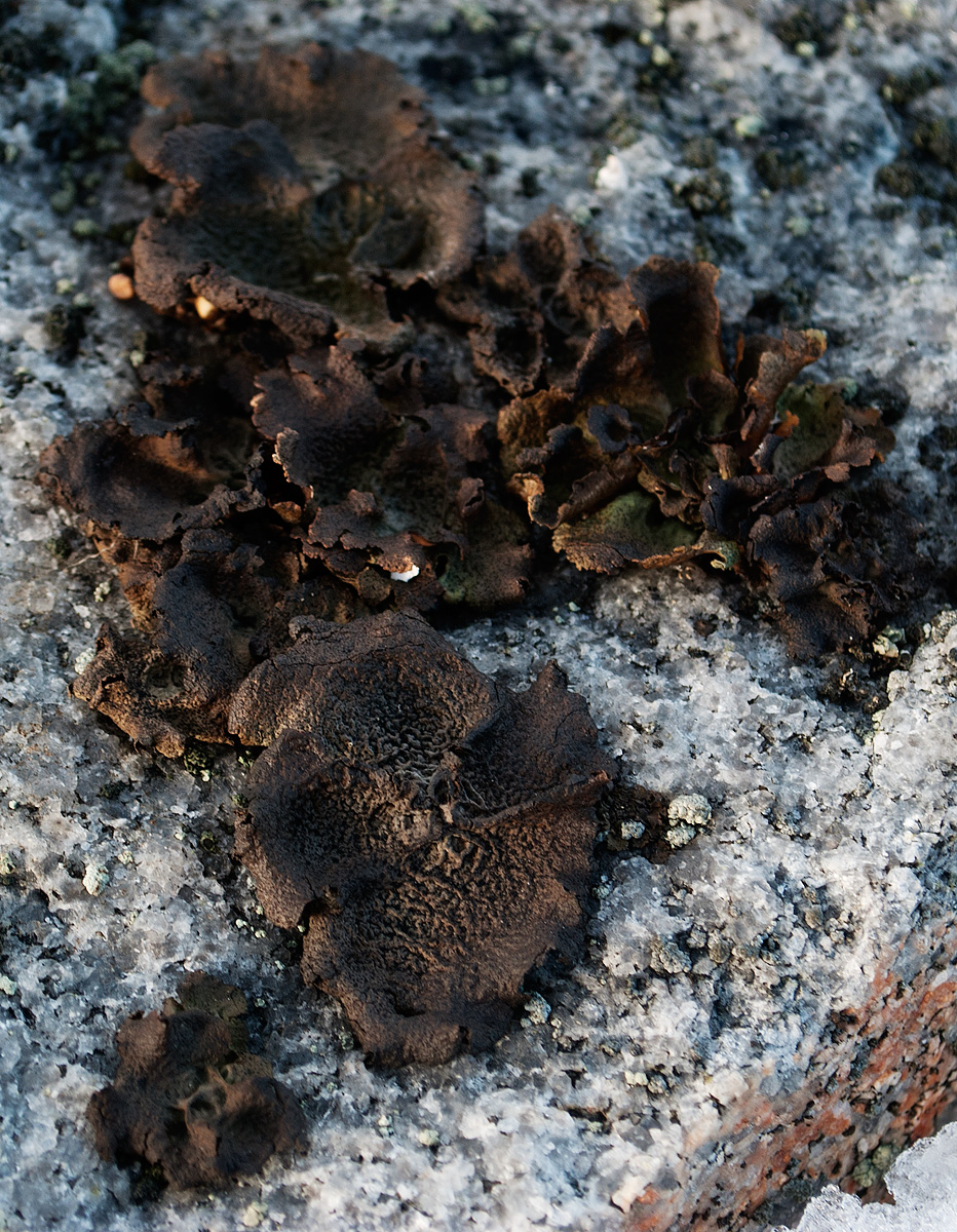 Image of Umbilicaria arctica specimen.