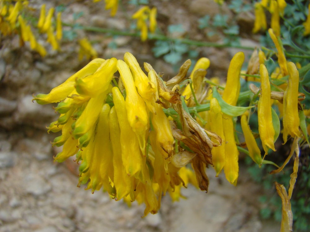 Image of Corydalis subverticillata specimen.
