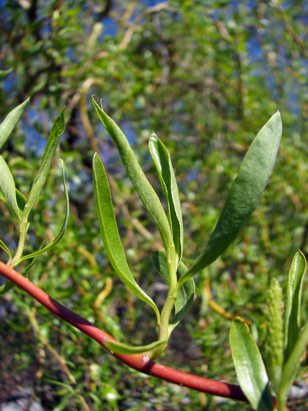 Image of Salix &times; sepulcralis specimen.