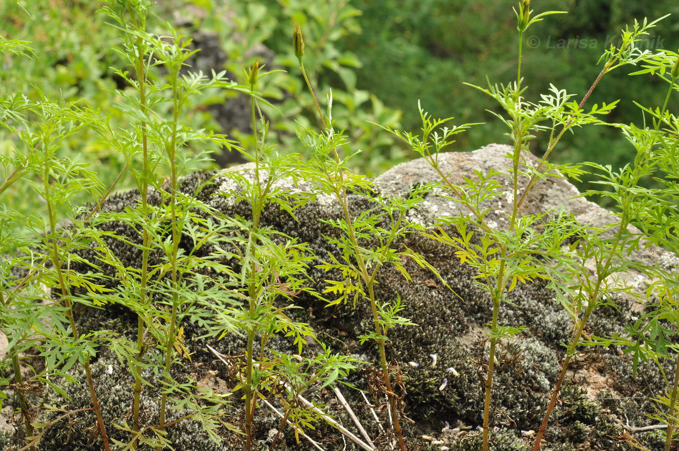 Image of Bidens parviflora specimen.