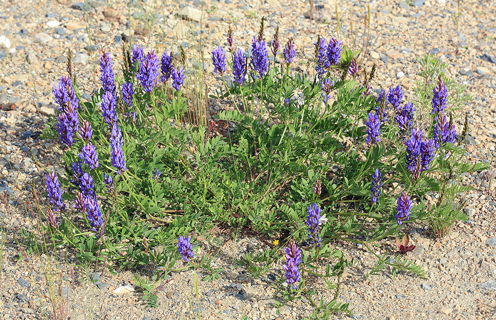 Image of Astragalus adsurgens specimen.