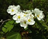 Crataegus submollis