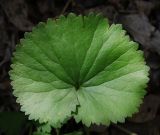 Ranunculus cassubicus. Прикорневой лист. Пермский край, г. Пермь, Свердловский р-н, кладбище \"Южное\", между старыми могилами. 25.05.2017.