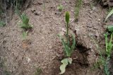 Tulipa florenskyi