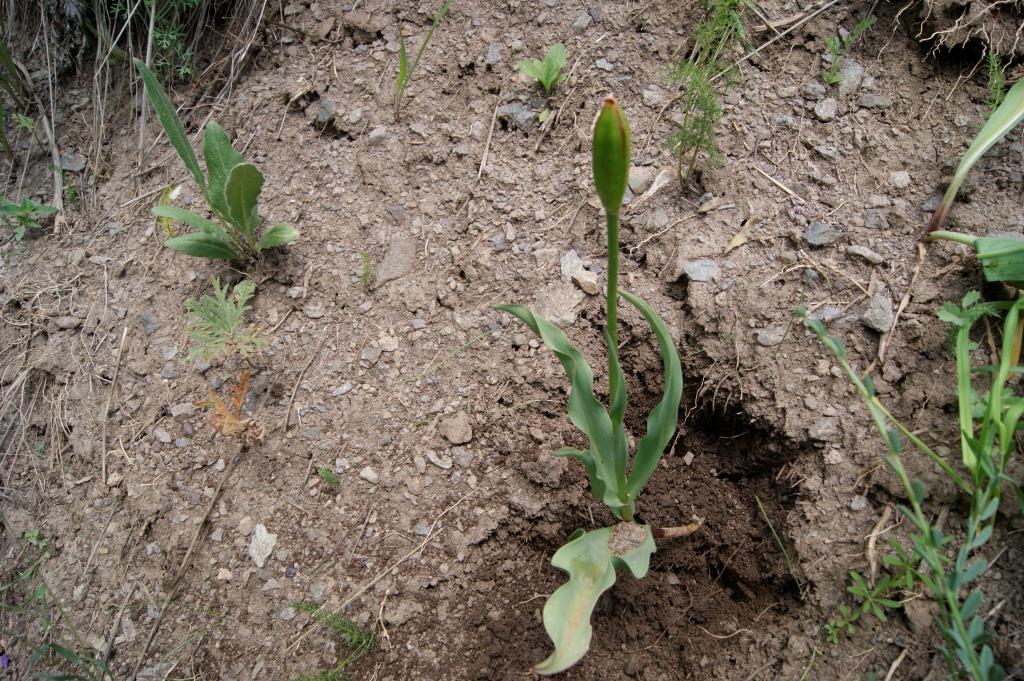 Image of Tulipa florenskyi specimen.