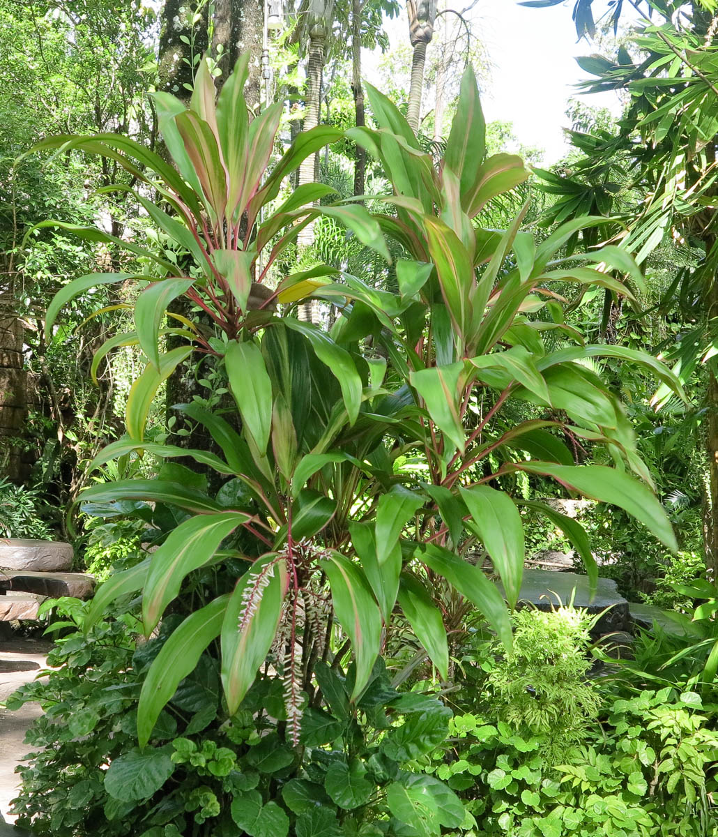 Image of Cordyline fruticosa specimen.