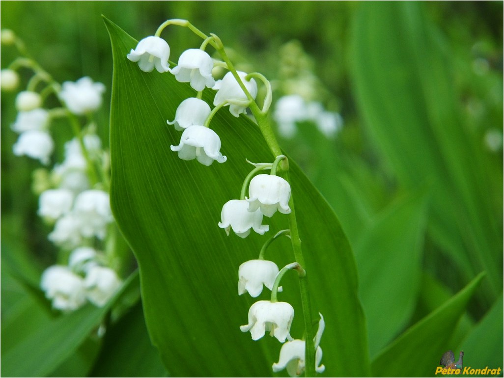 Изображение особи Convallaria majalis.