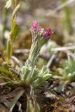 Antennaria dioica