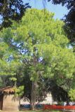 Pinus roxburghii. Вегетирующее растение. Италия, г. Рим, Parco Del Colle Oppio (Парк Оппийского холма), в культуре. 8 сентября 2014 г.
