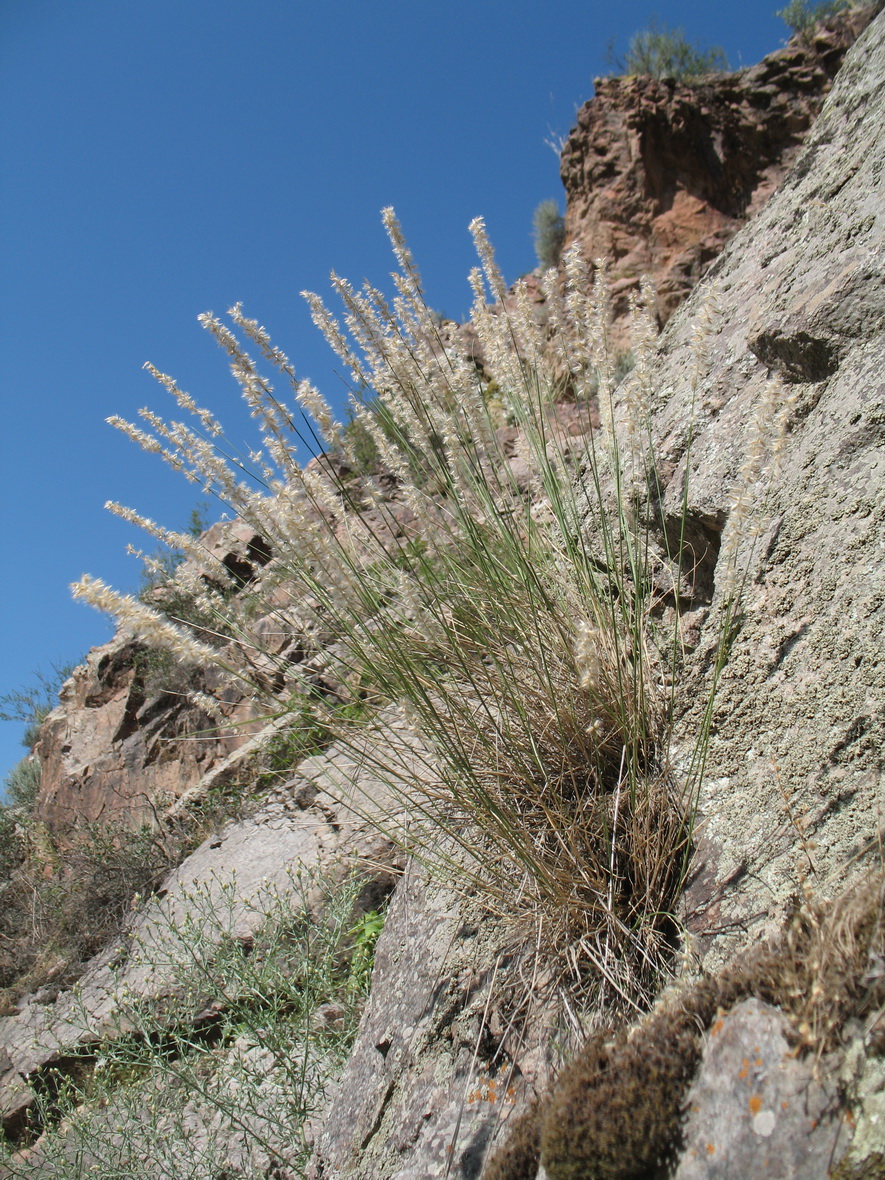 Image of Melica inaequiglumis specimen.