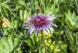 Taraxacum porphyranthum