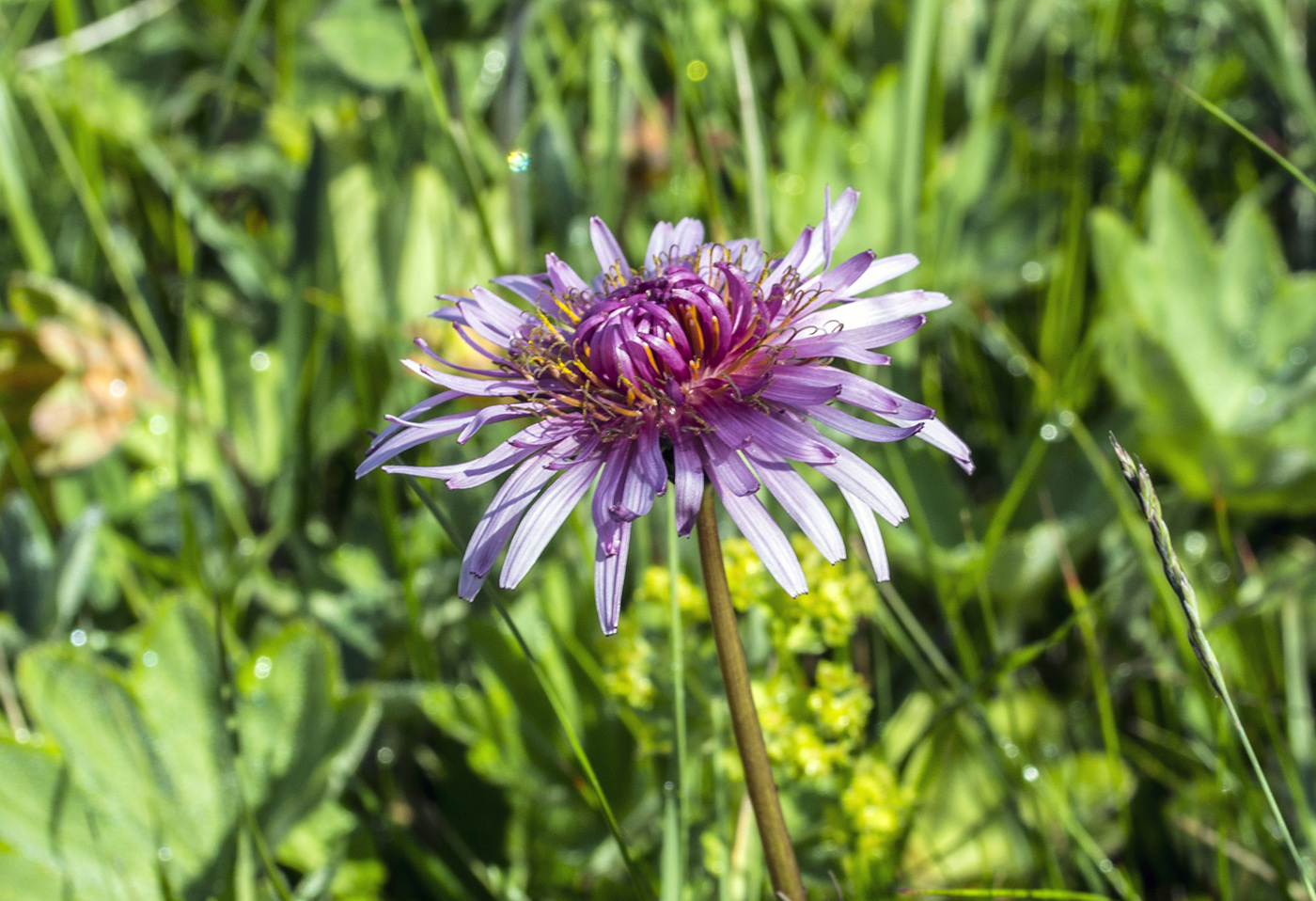 Изображение особи Taraxacum porphyranthum.