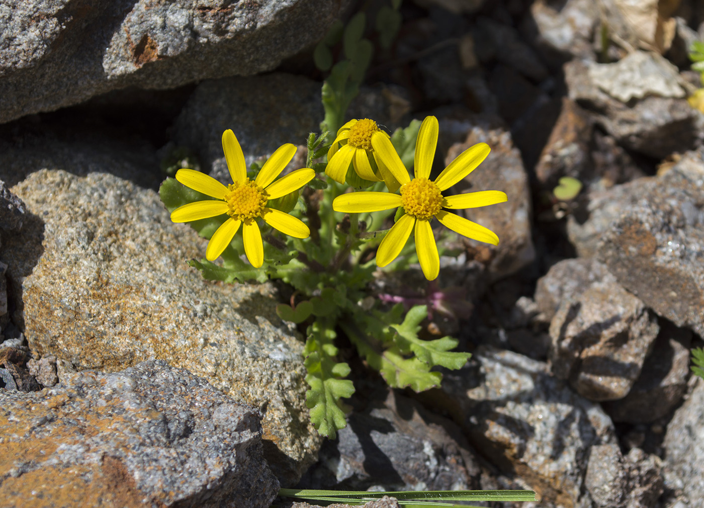 Image of Senecio sosnovskyi specimen.