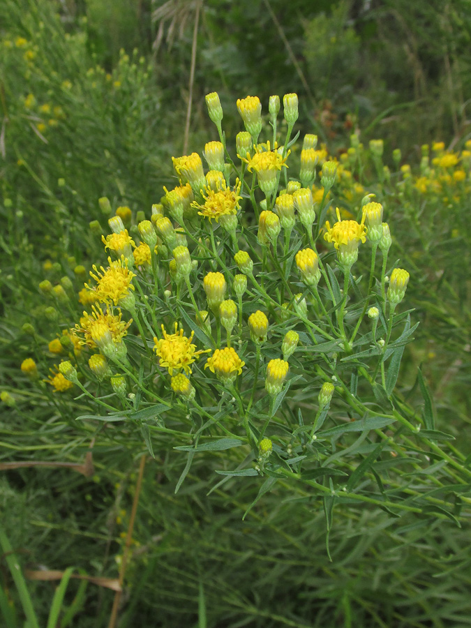 Изображение особи Galatella biflora.