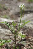 Cardamine graeca