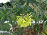 Cestrum parqui