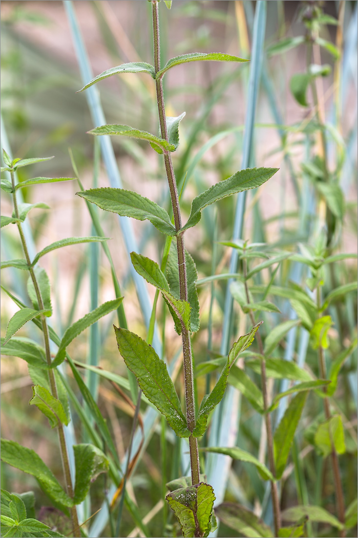 Image of Stachys palustris specimen.