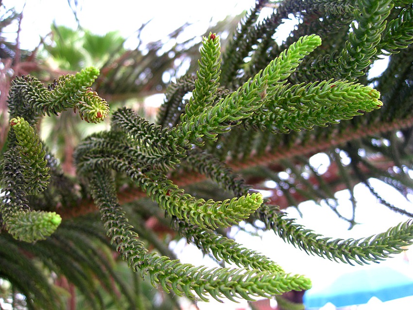 Image of Araucaria heterophylla specimen.